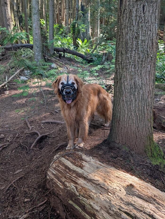 Images Dog Zen