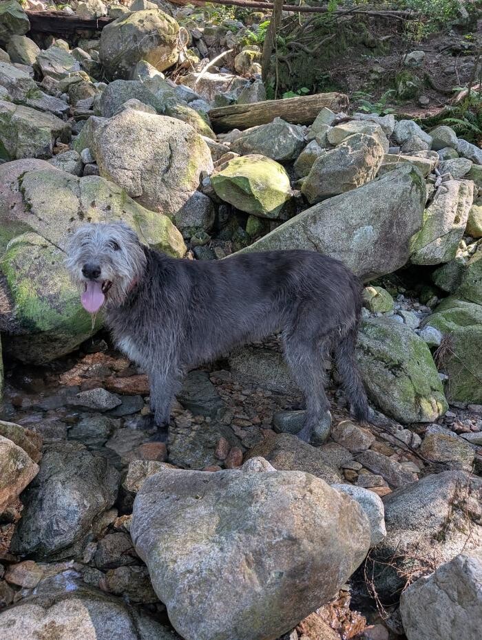 Images Dog Zen