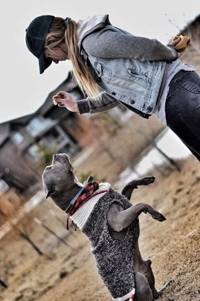 Images Davies Dog Training