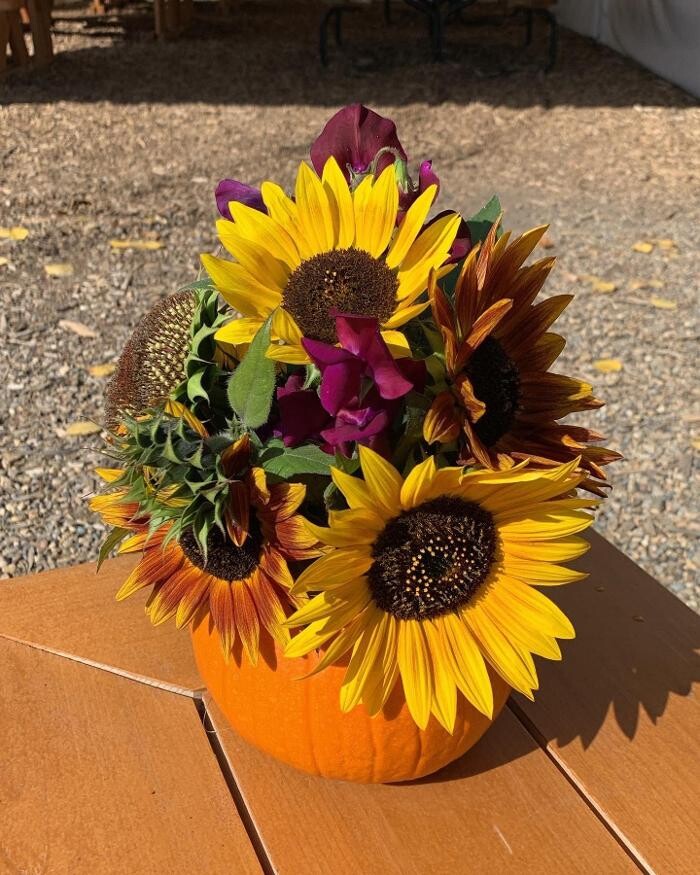 Images The Sunny Spot