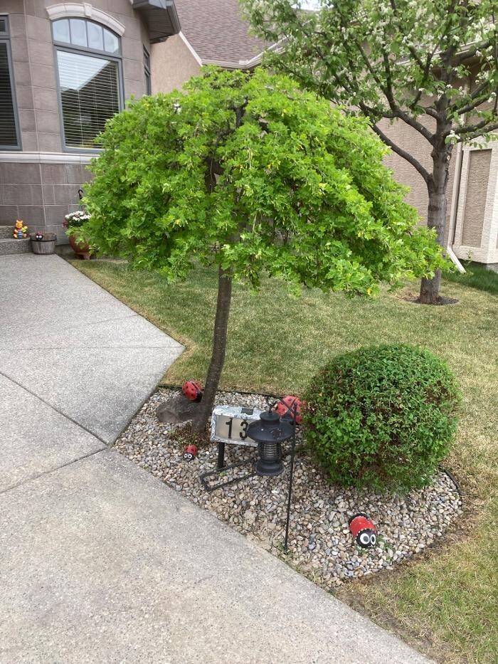 Images Scapeforce Corporation