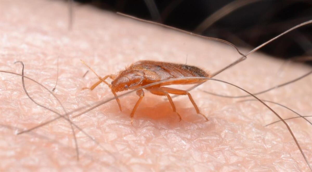 Images Bug Managers Pest Control