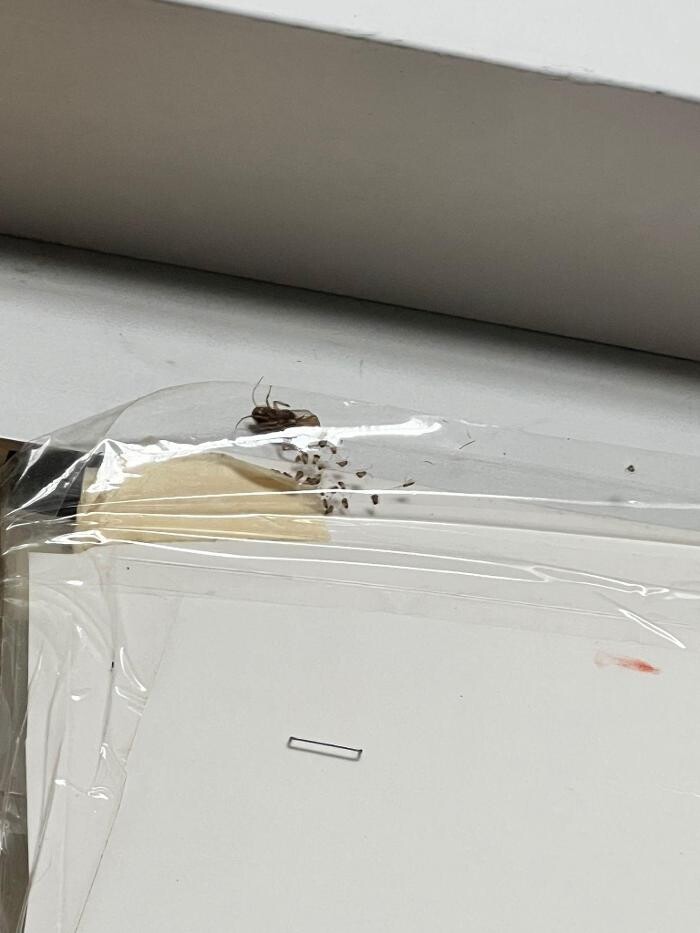 Images Bug Managers Pest Control