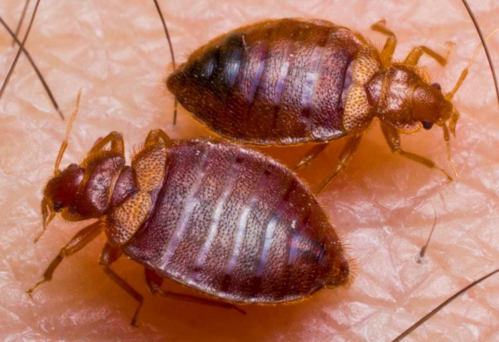 Images Bug Managers Pest Control