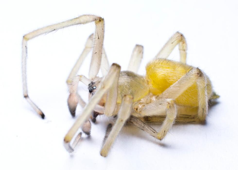 Images Bug Managers Pest Control