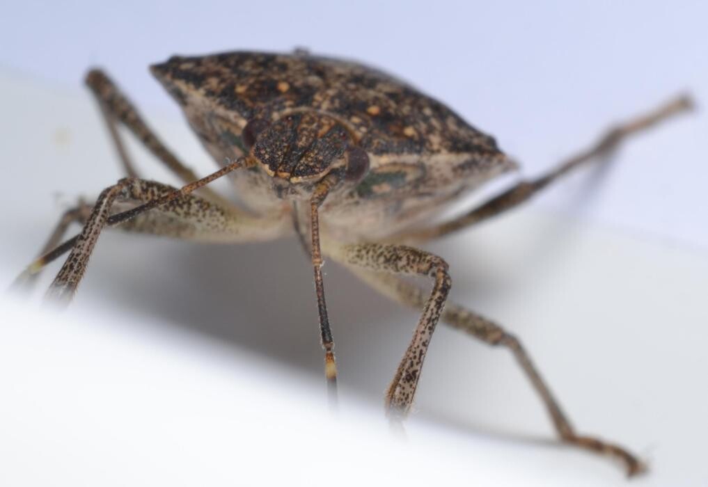 Images Bug Managers Pest Control