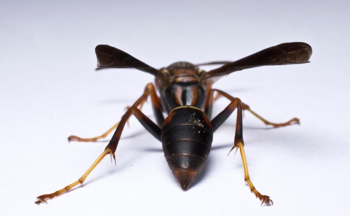 Images Bug Managers Pest Control