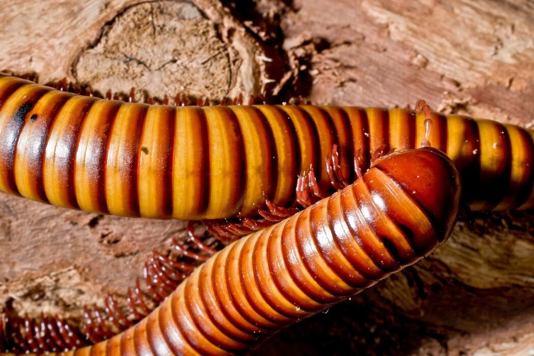 Images Bug Managers Pest Control