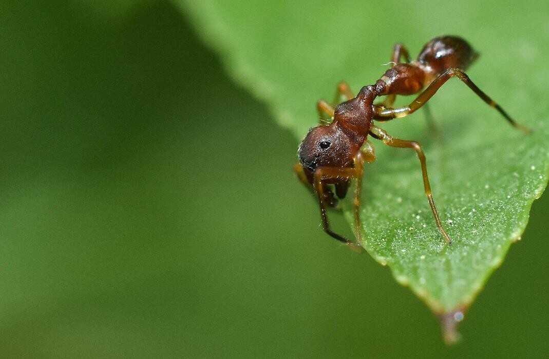 Images Bug Managers Pest Control