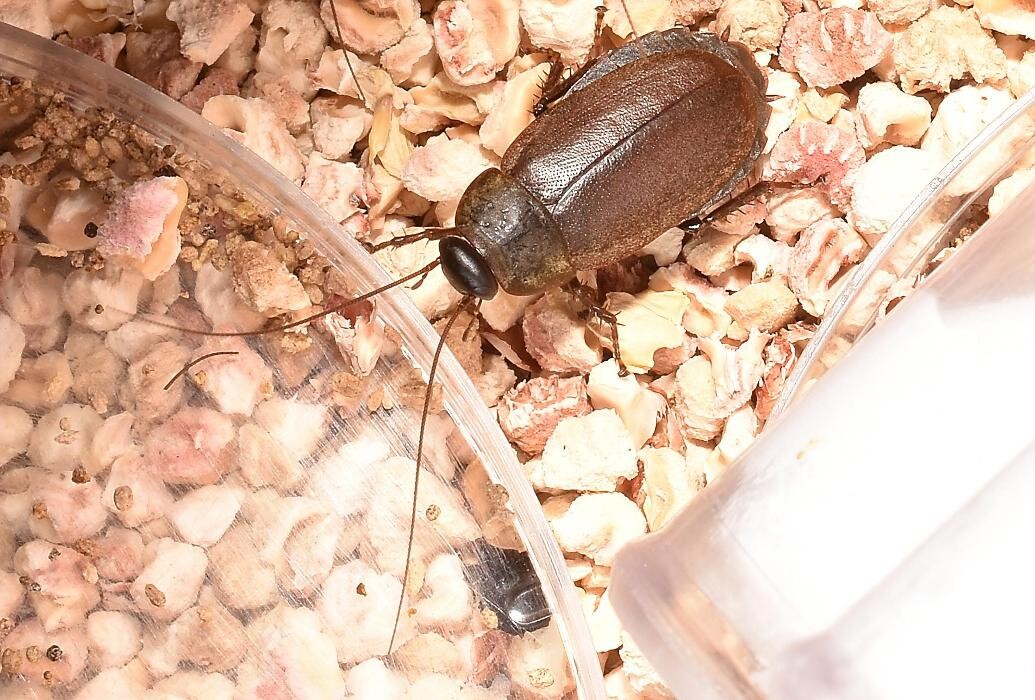 Images Bug Managers Pest Control