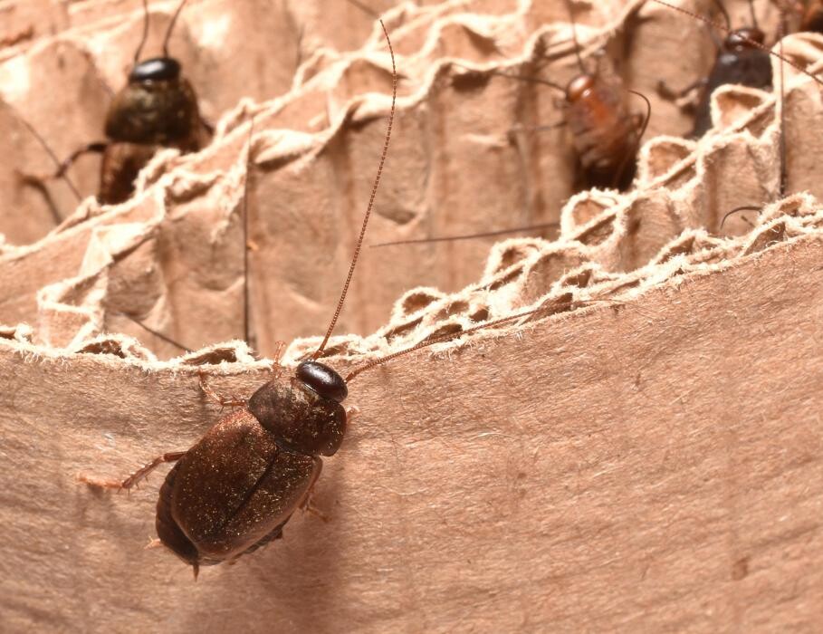 Images Bug Managers Pest Control