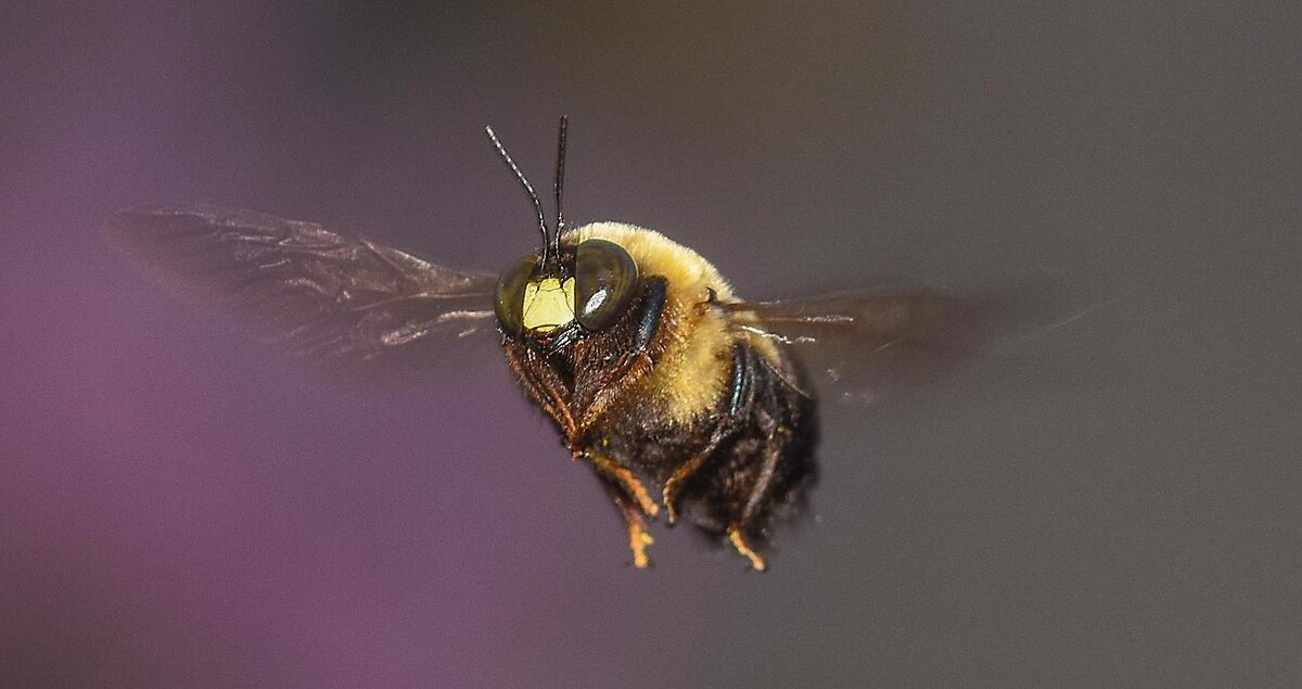 Images Bug Managers Pest Control