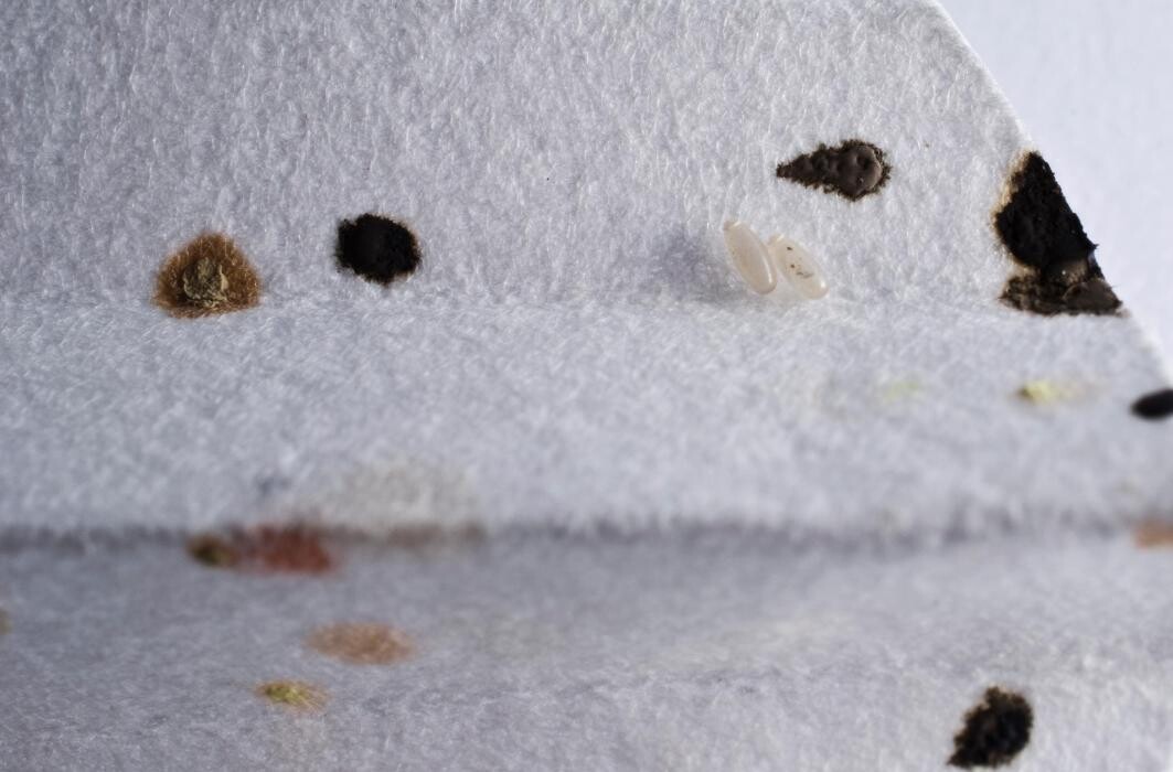 Images Bug Managers Pest Control