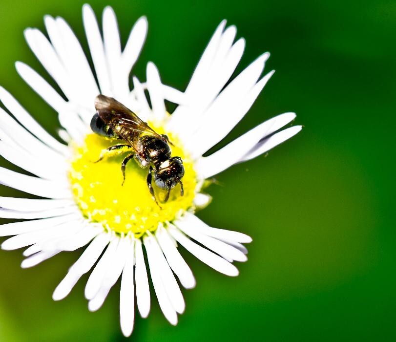 Images Bug Managers Pest Control