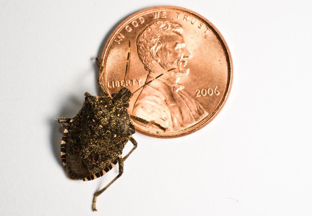 Images Bug Managers Pest Control