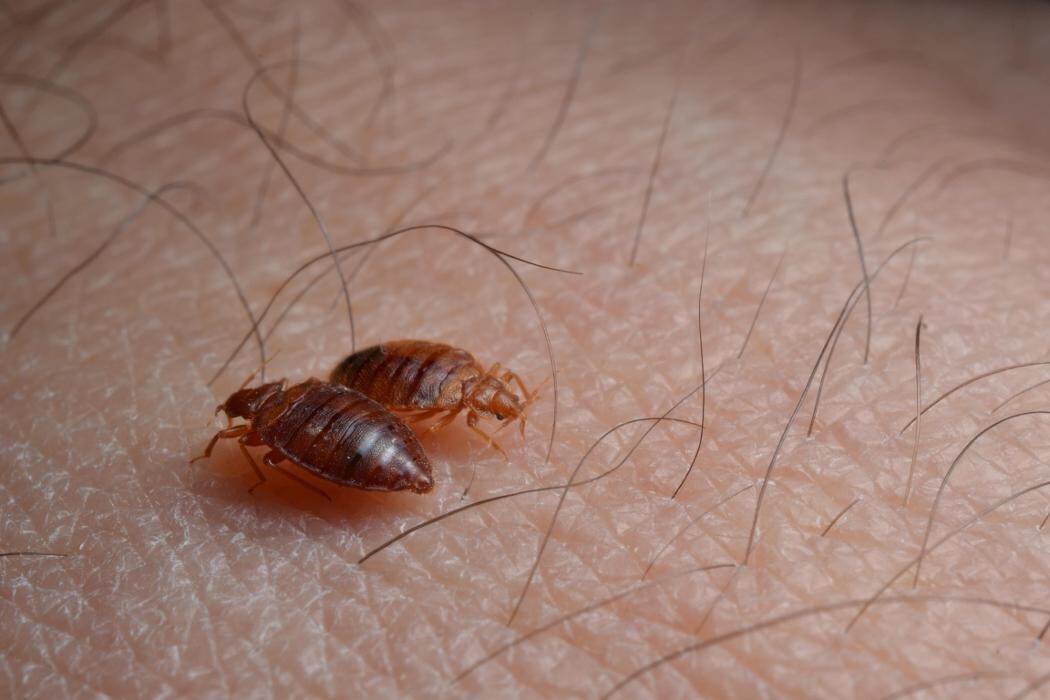 Images Bug Managers Pest Control
