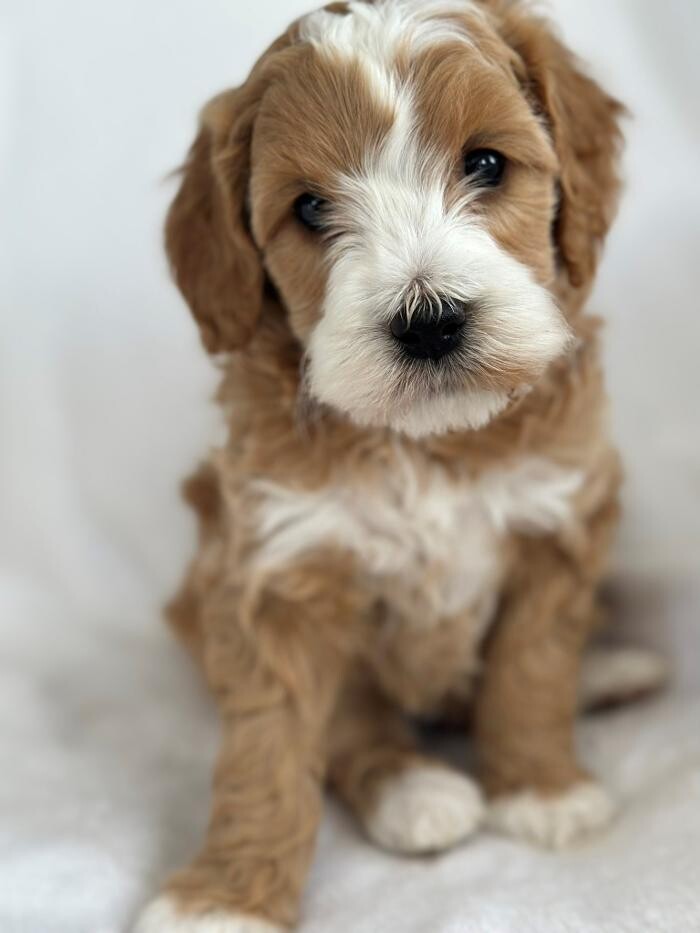 Images Mohr Over Kennels