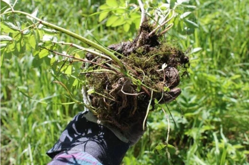 Images SamsinvasiveBuckthornremoval.ca