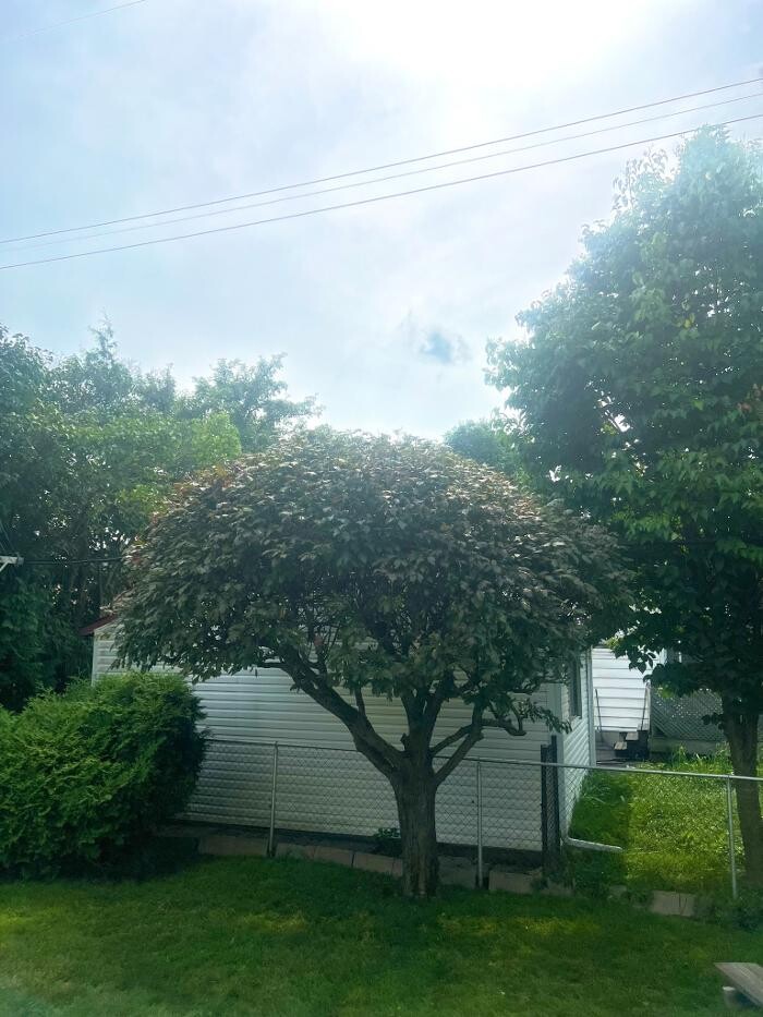 Images Juneau Tree Services