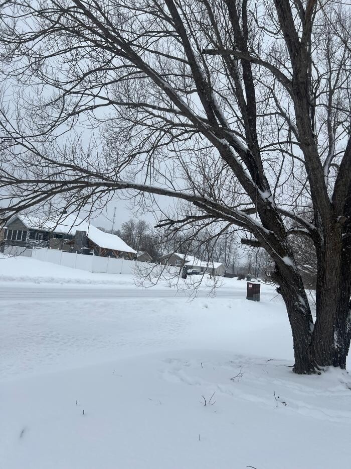 Images Juneau Tree Services