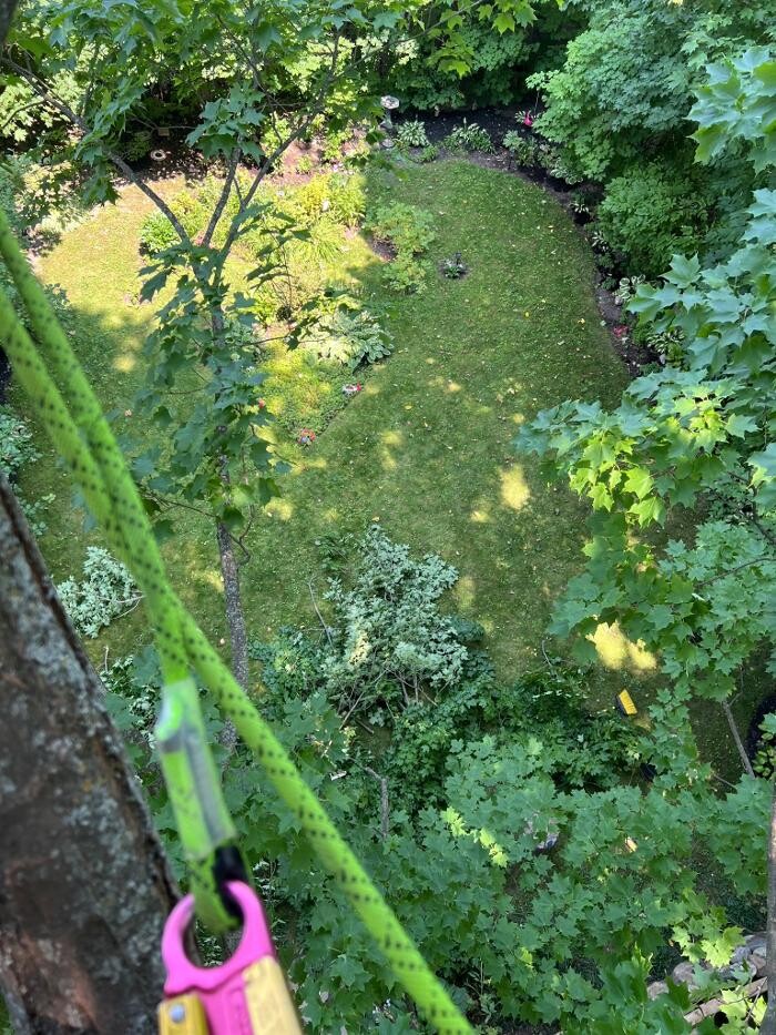 Images Juneau Tree Services