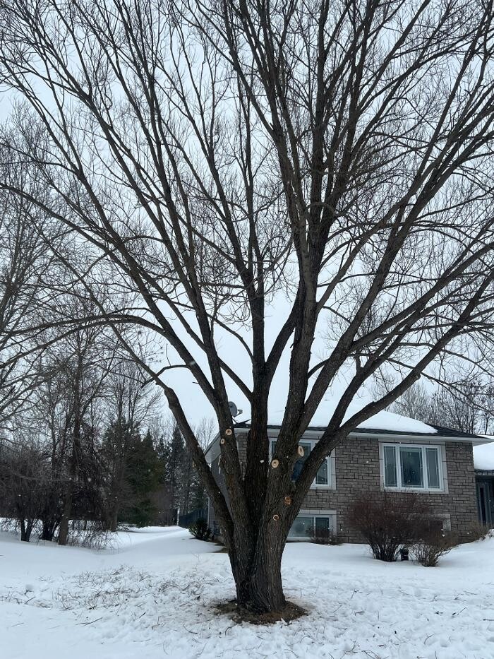 Images Juneau Tree Services