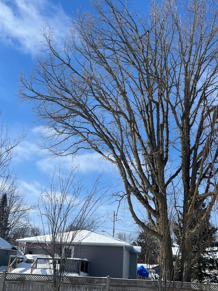 Images Juneau Tree Services