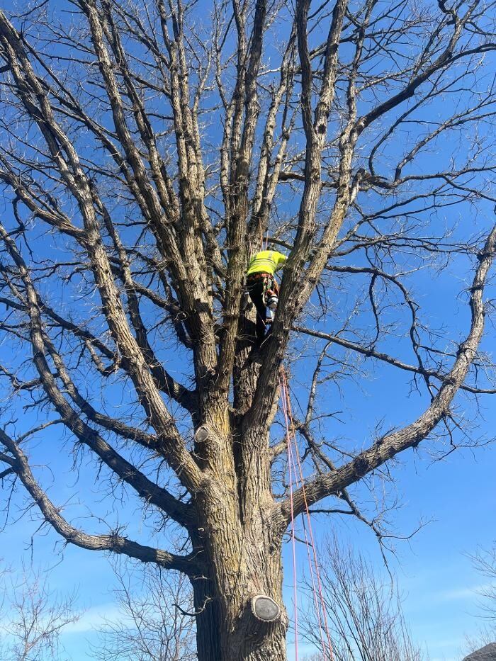 Images Juneau Tree Services