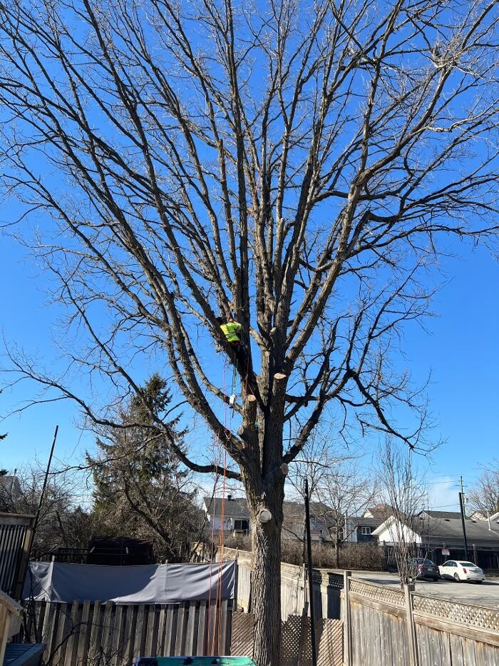 Images Juneau Tree Services