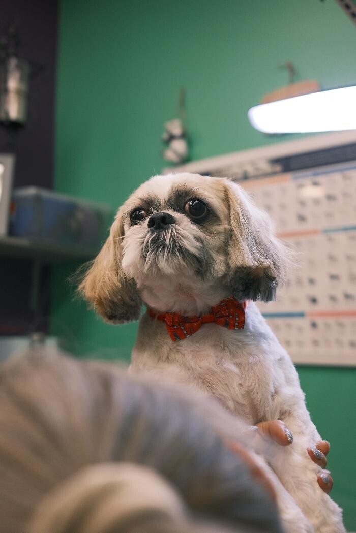 Images Pampered Pups
