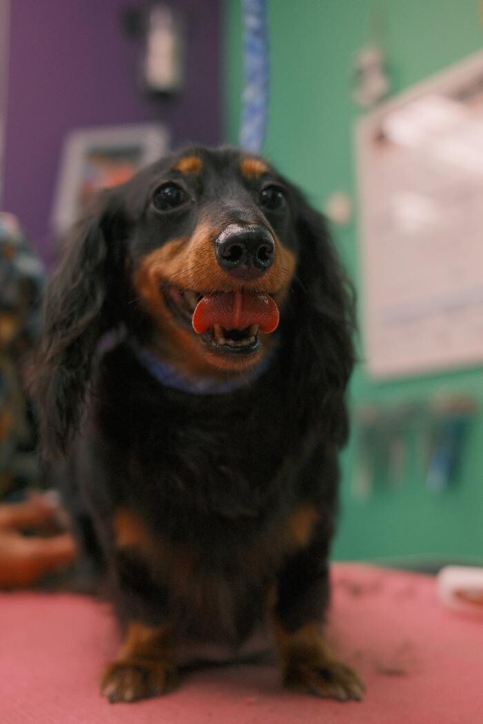 Images Pampered Pups
