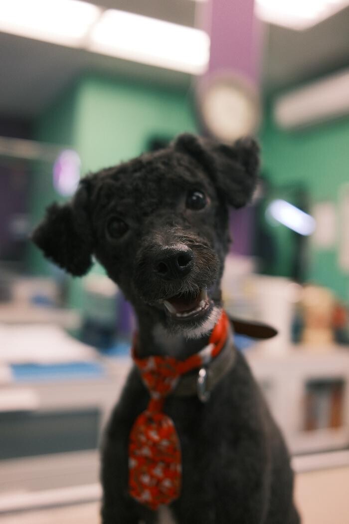 Images Pampered Pups