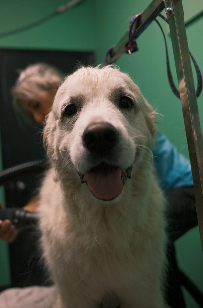 Images Pampered Pups