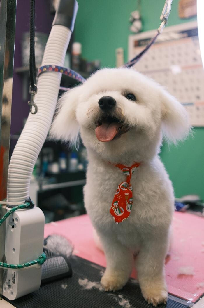 Images Pampered Pups