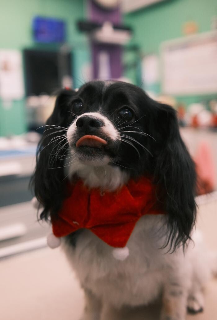Images Pampered Pups