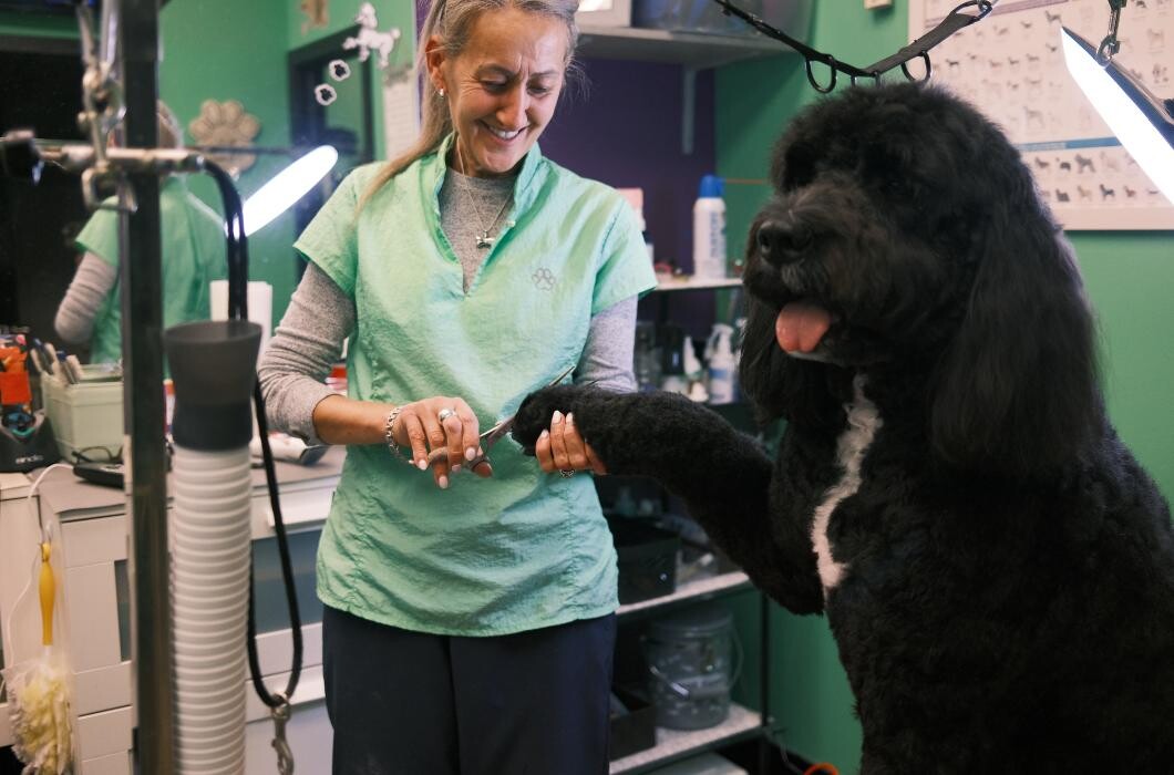 Images Pampered Pups