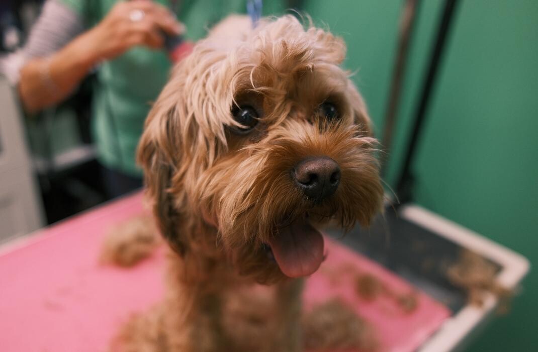 Images Pampered Pups
