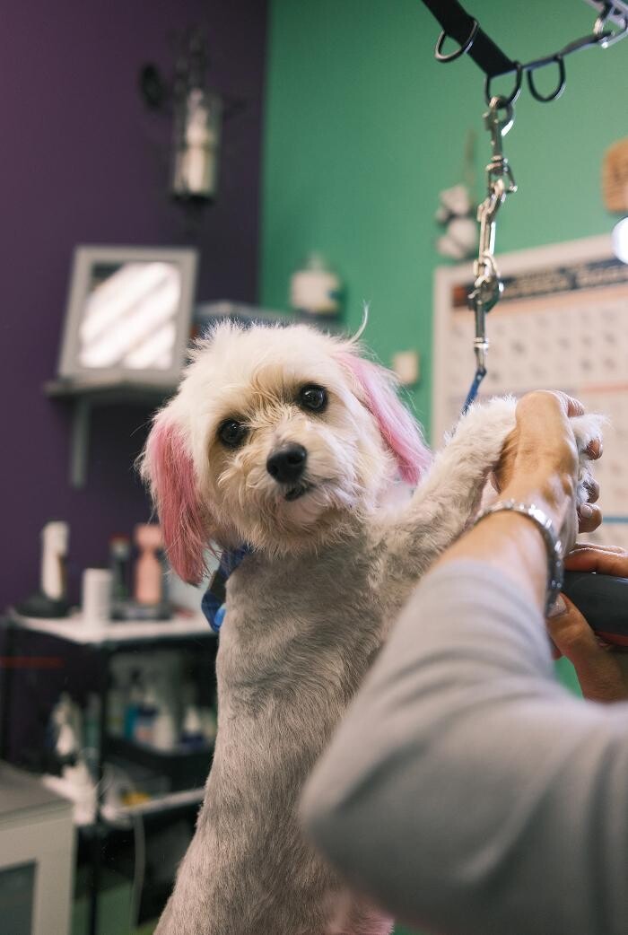 Images Pampered Pups