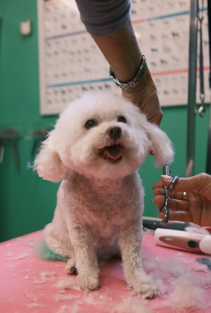 Images Pampered Pups