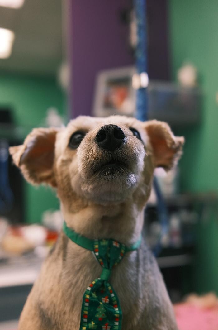 Images Pampered Pups