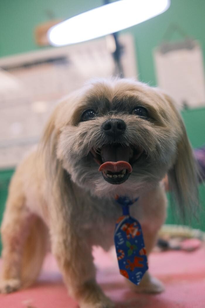 Images Pampered Pups