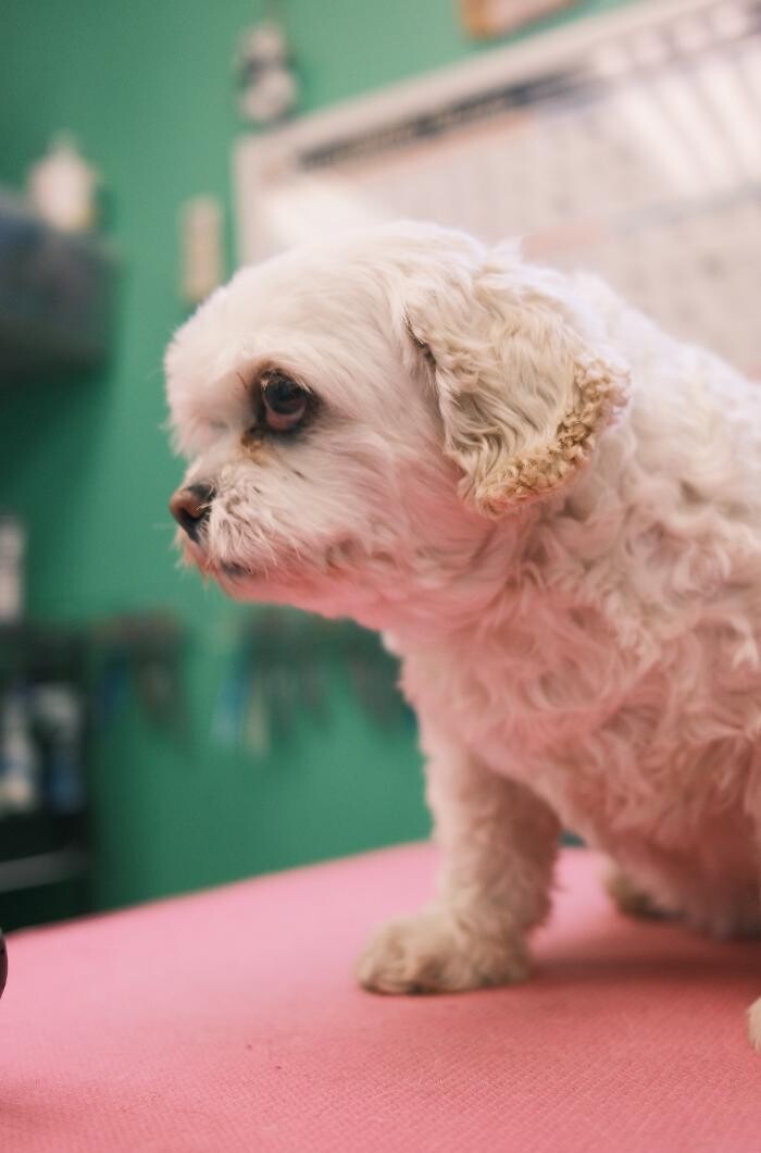 Images Pampered Pups