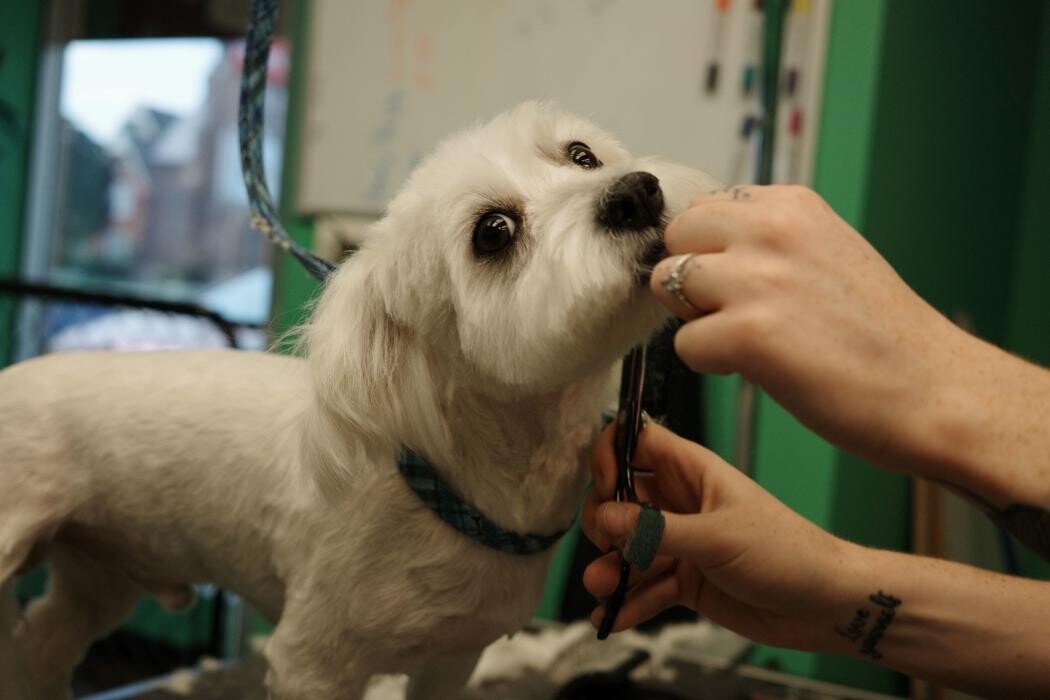Images Pampered Pups