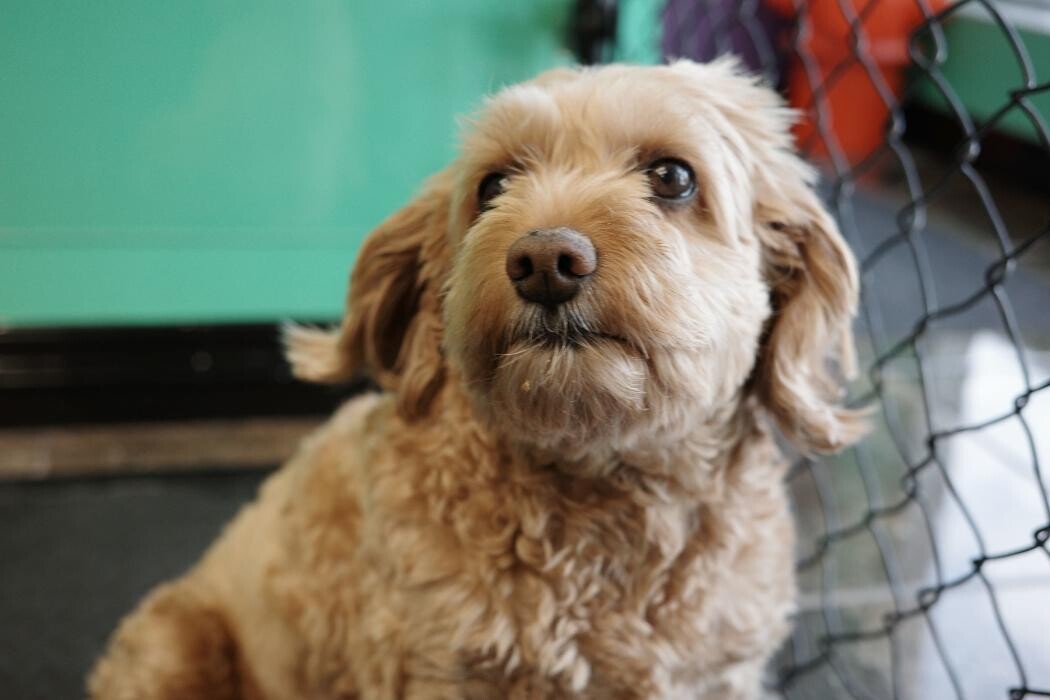 Images Pampered Pups