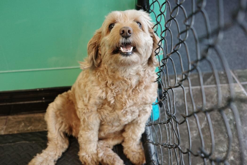 Images Pampered Pups