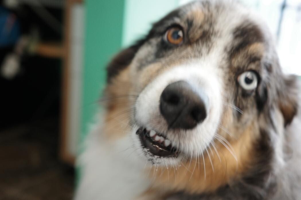Images Pampered Pups