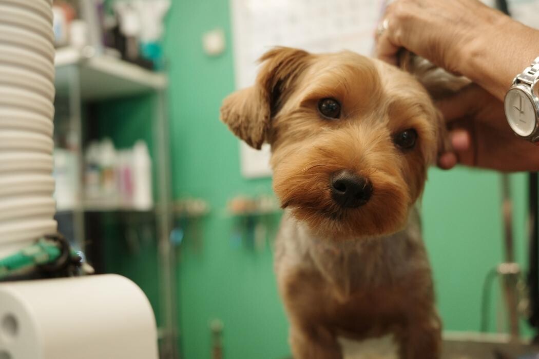 Images Pampered Pups