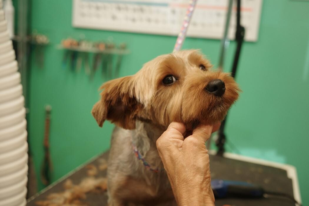 Images Pampered Pups