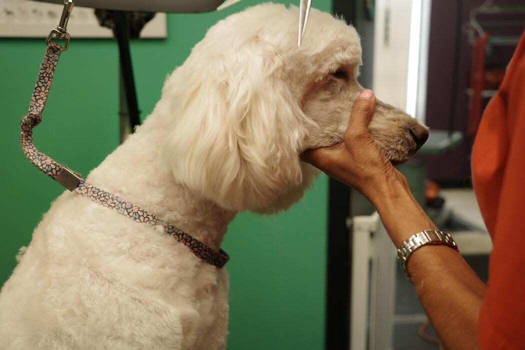 Images Pampered Pups