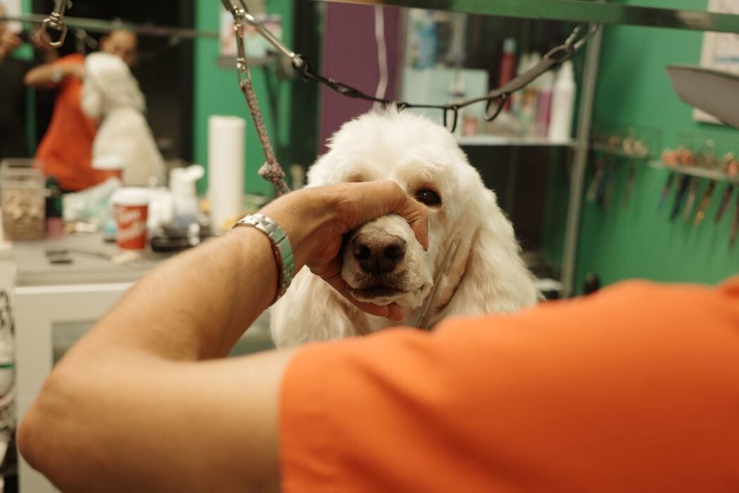 Images Pampered Pups
